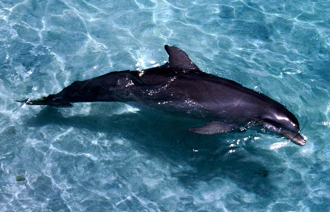 В Феодосии нашли мертвого дельфина с привязанной бетонной глыбой