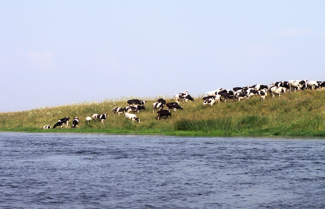 На российской границе в Ростовской области остановили стадо украинских коров