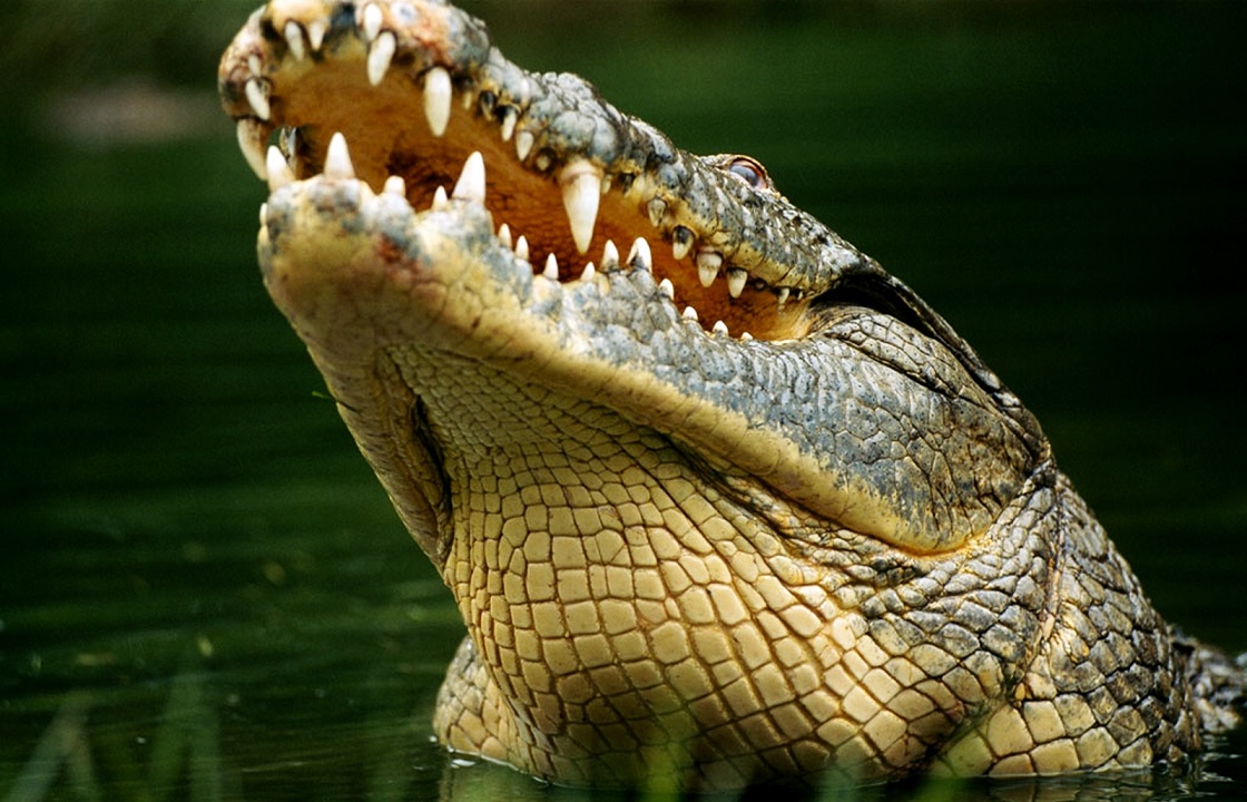 Анапского крокодила, которого выгуливали среди отдыхающих, отдали в зоопарк