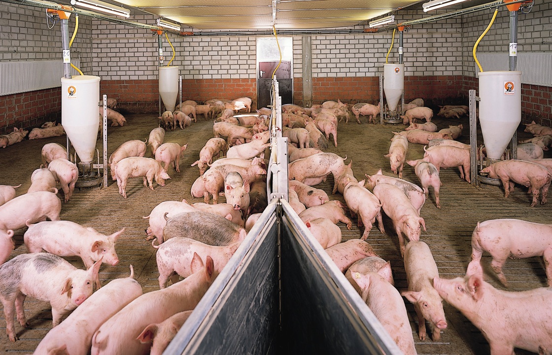 В Славянском районе введен режим ЧС из-за вспышки африканской чумы свиней