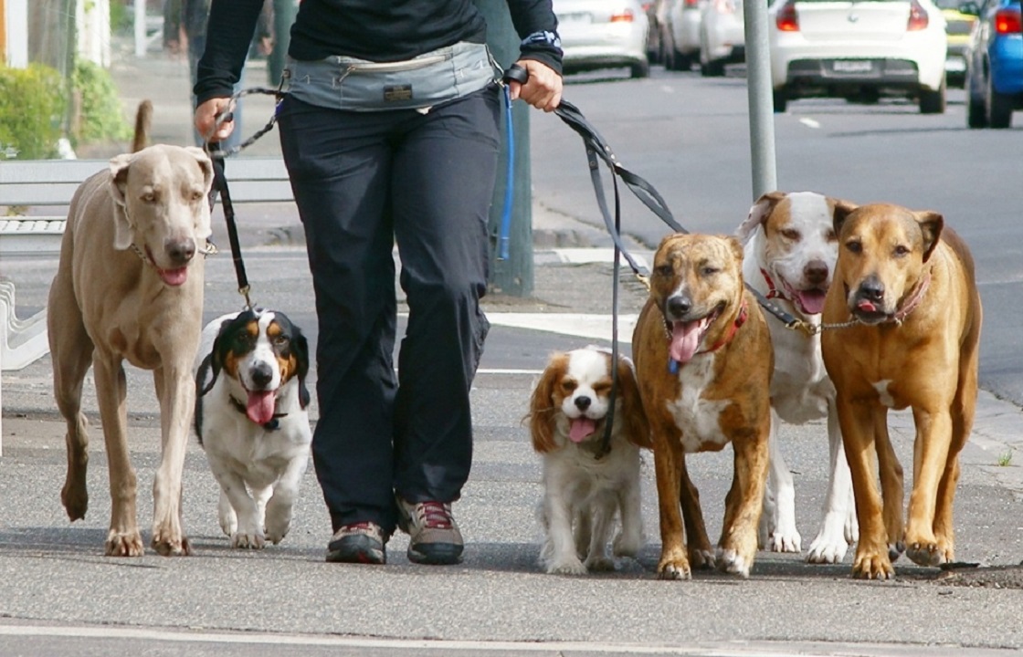 В Азове создадут первую официальную площадку для выгула собак