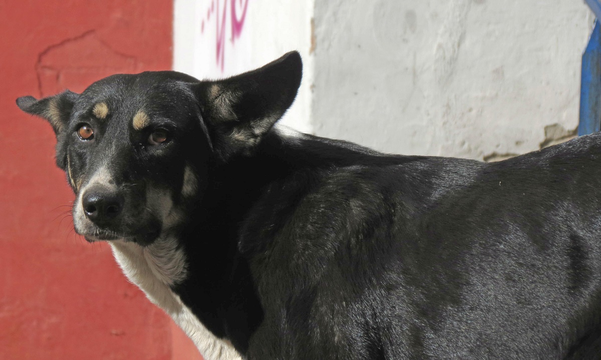 Два года грозит ставропольским живодерам, повесившим четырех собак