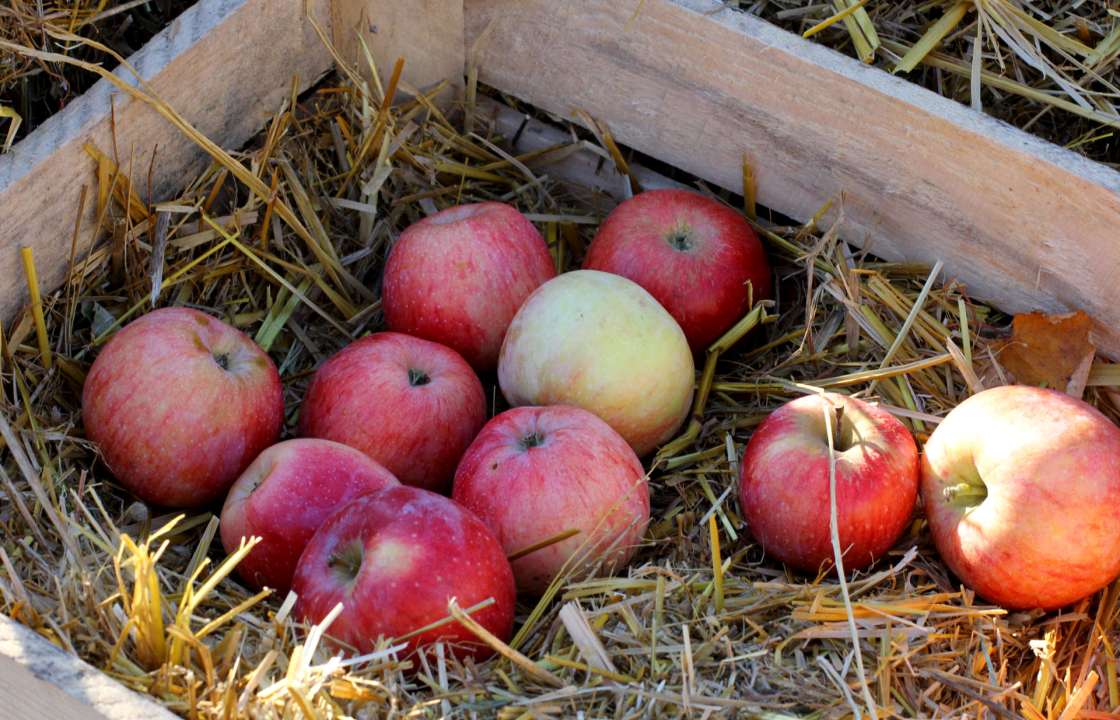 90 кг польских яблок уничтожено на Кубани