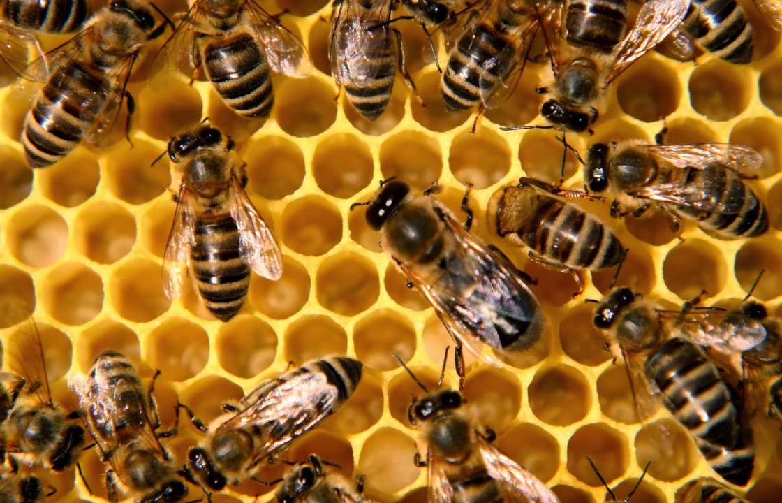 Волгоградские приставы помогли бывшим супругам разделить пчел