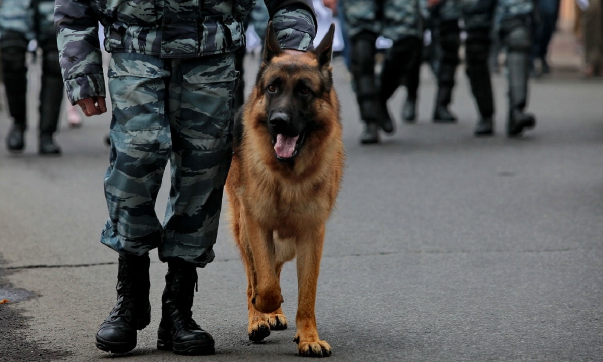 Собака помогла севастопольским полицейским выйти на грабителей