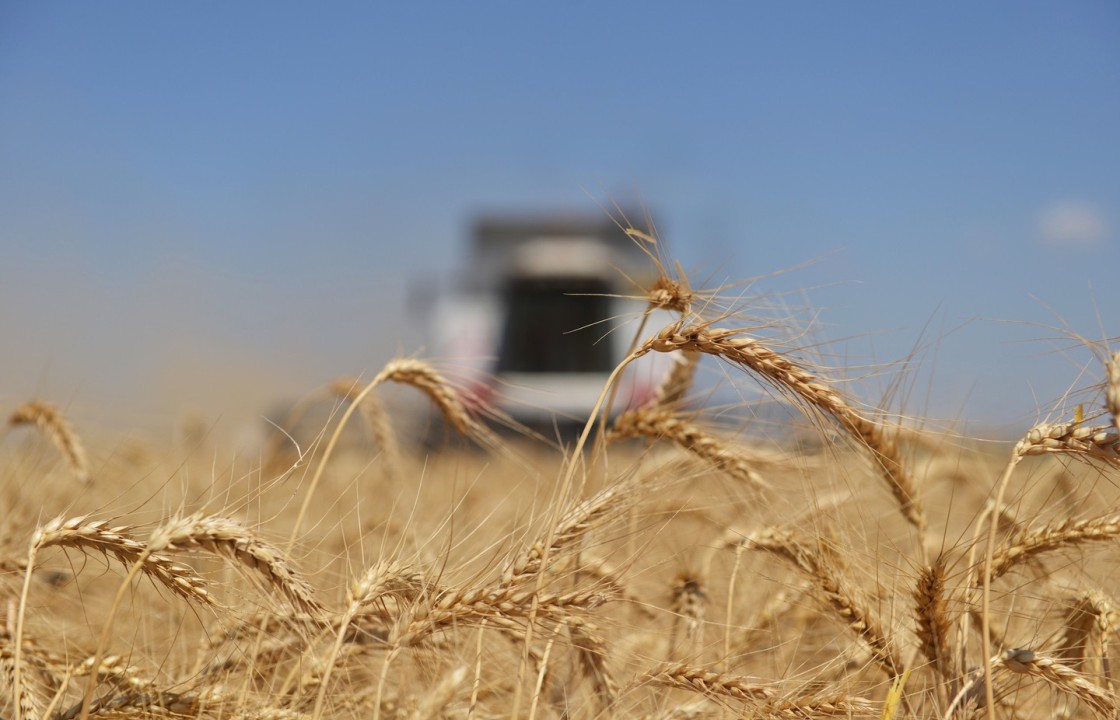 Кубанские аграрии будут поставлять пшеницу и рис в Туркменистан