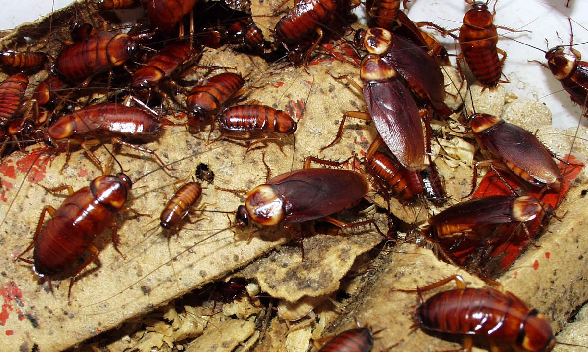 Волгоградец, случайно отравивший детей ядом для тараканов, отправится в колонию