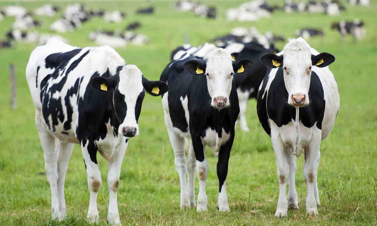 Астраханского пастуха будут судить за кражу 313 коров