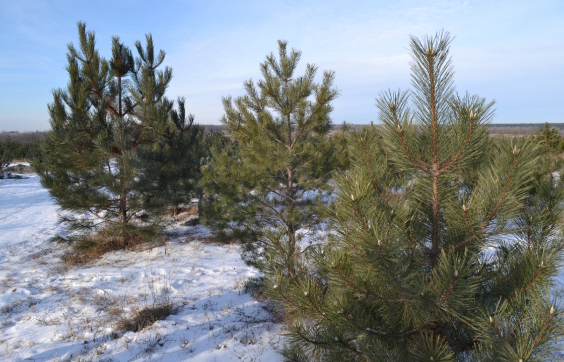 В Ростовской области перед Новым годом усилят охрану елок