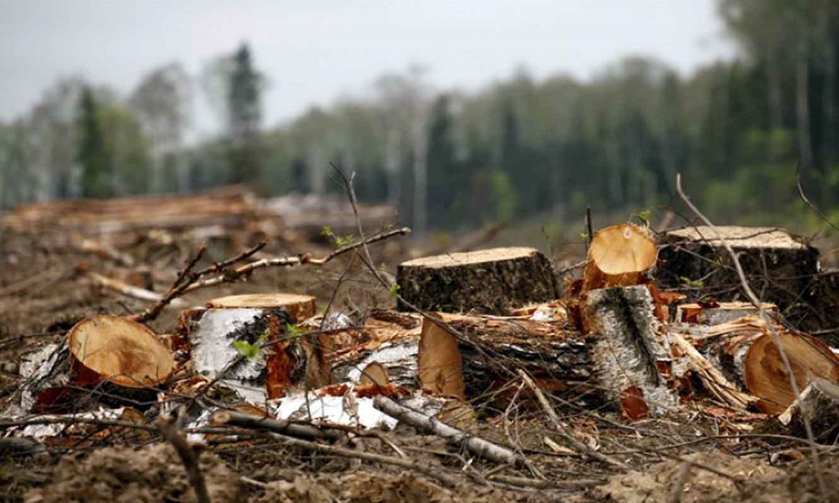 Кубанцу грозит до семи лет за незаконную вырубку леса в Адыгее