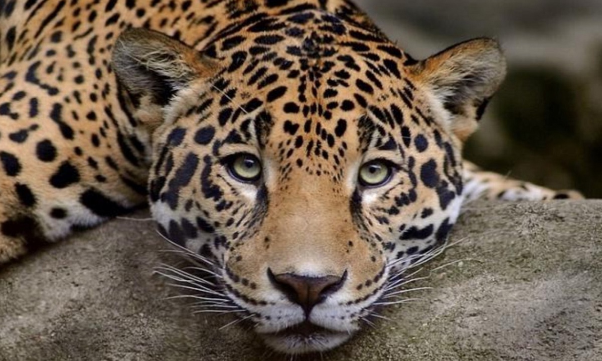 Незаконную торговлю леопардами пресекли в Карчаево-Черкесии