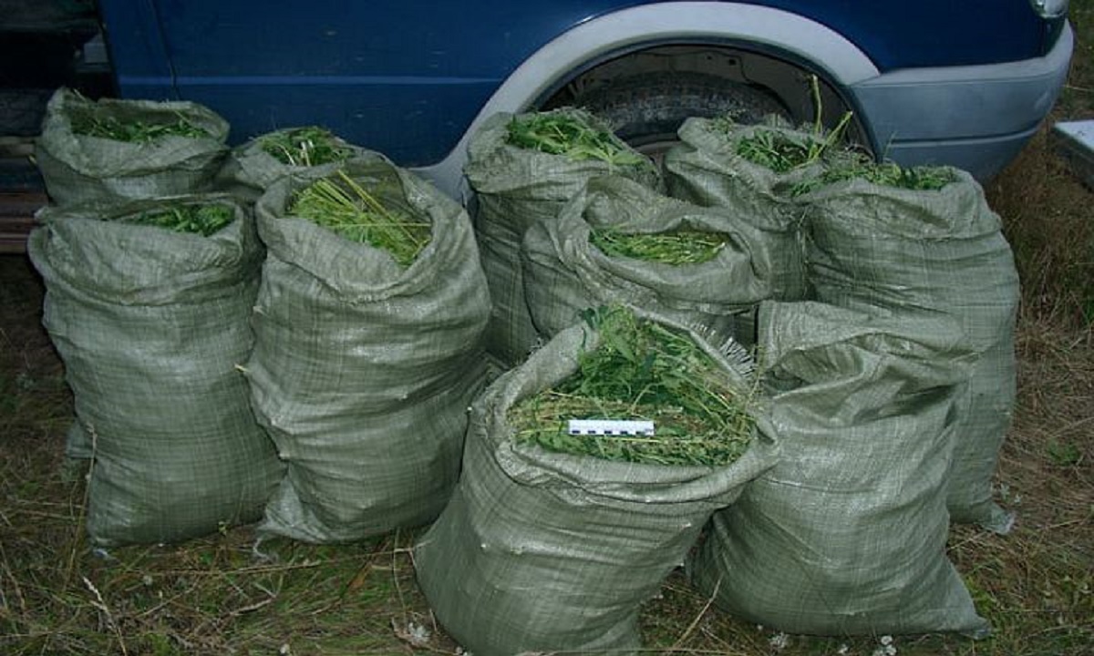 16 мешков с марихуаной хранил у родственника пожилой житель Волгоградской области