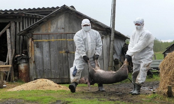10 тысяч свиней сожгут на Кубани из-за новой вспышки АЧС