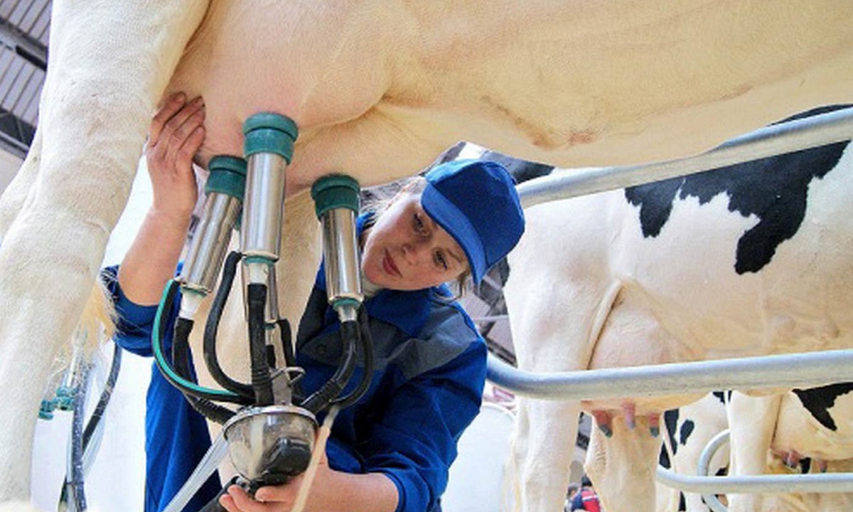 Василий Голубев требует «поставить на землю» молочные фермы