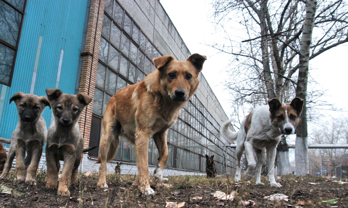 Ветеринары стерелизовали треть бродячих собак в Махачкале
