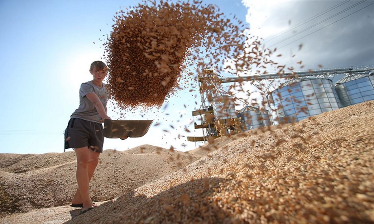 С начала года кубанское зерно поставляют в 24 страны мира