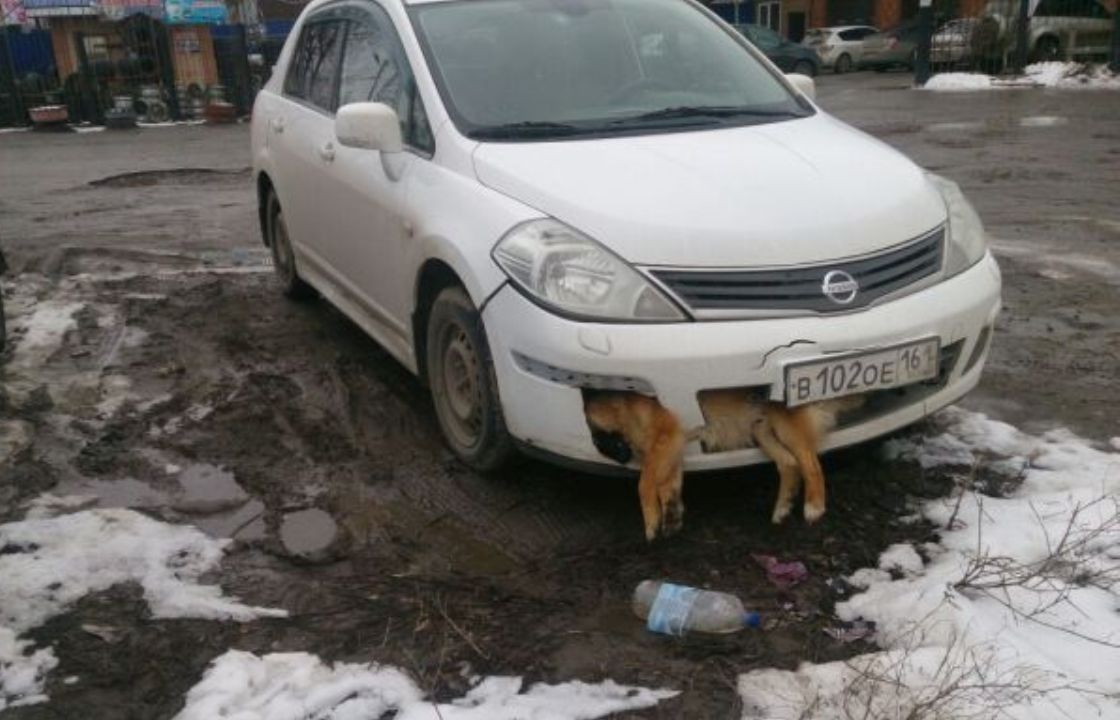 Депутат из Таганрога ездил в машине с трупом собаки в бампере