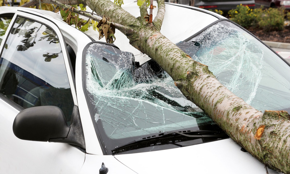 Администрация Волжского заплатит 57 тысяч владельцу машины, на которую упало аварийное дерево