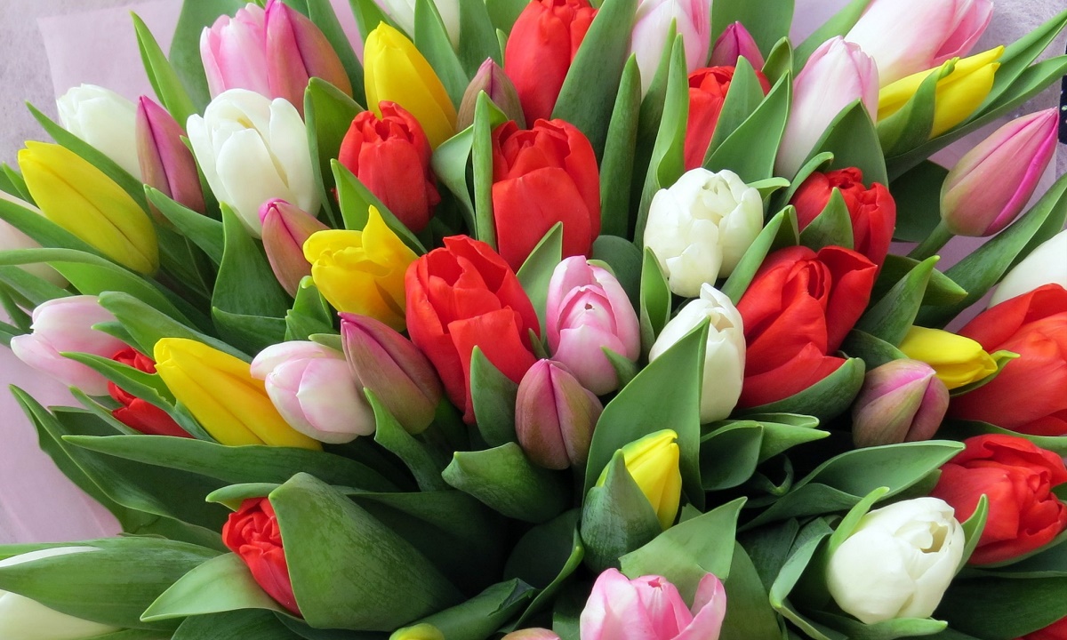 Две тысячи тюльпанов, выращенных к 8 марта, похитили на Кубани