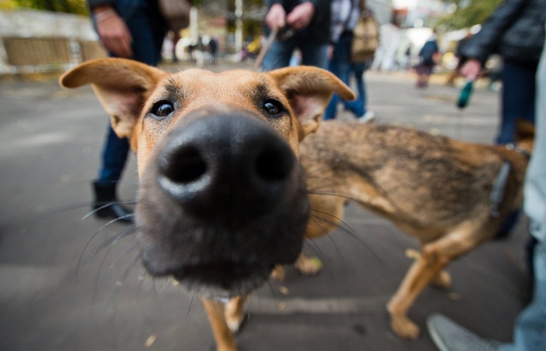 В Новочеркасске ветеринара подозревают в жестоком убийстве 173 собак