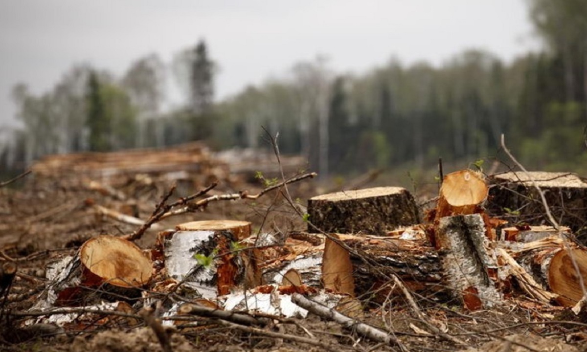 Незаконно вырубившее деревья кубанское предприятие заплатило 20 млн компенсации