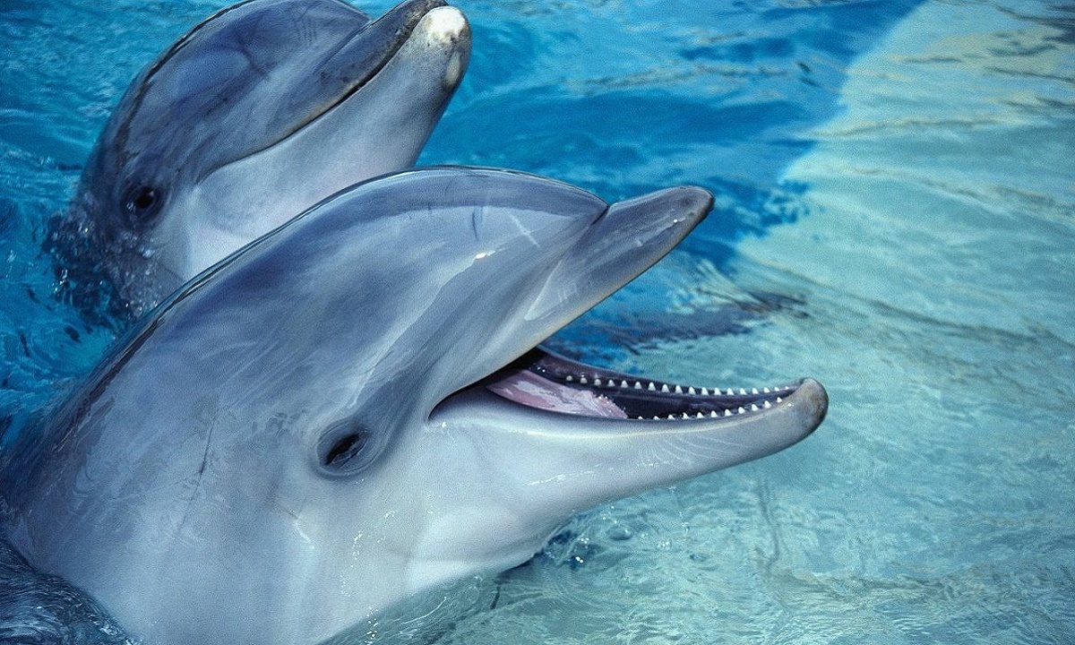 Волонтеров для помощи дельфинам ищут в Сочи