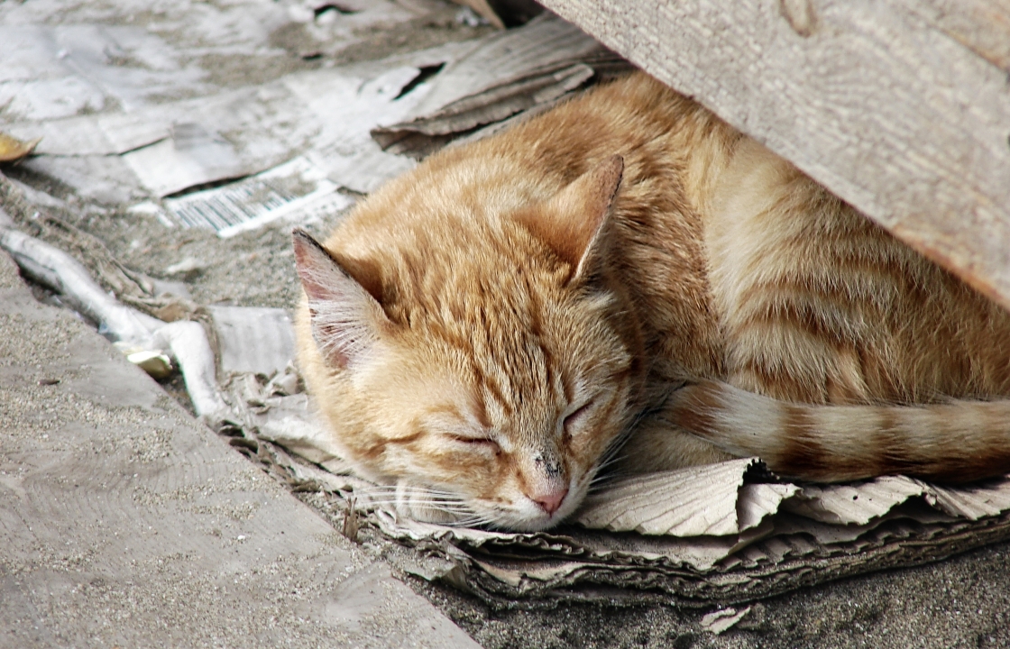 Власти Магаса установят домики с подогревом для бездомных кошек