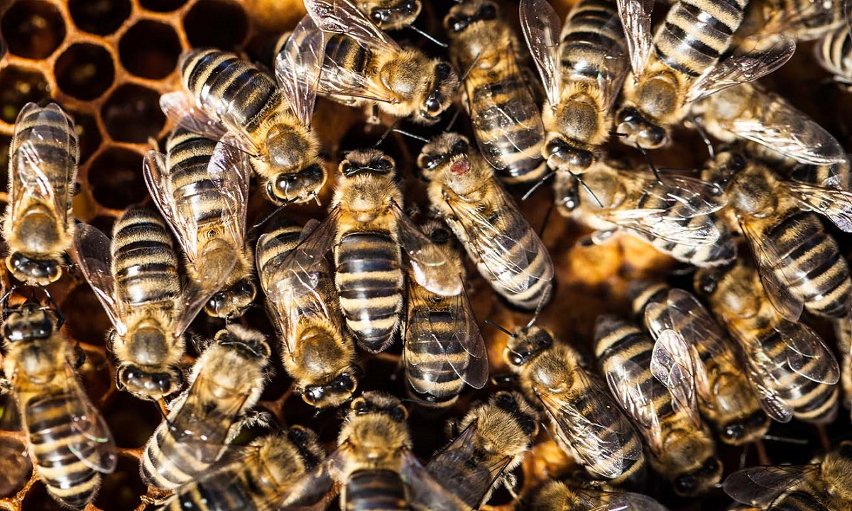 ФСБ не пустило в Дагестан миллион «неправильных» пчел