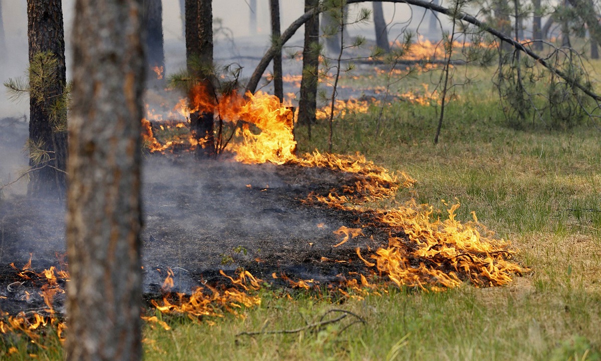 Гектар леса сгорел в Мостовском лесничестве Кубани