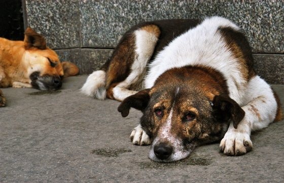 Бродячих собак после стерилизации выпустили в Махачкале