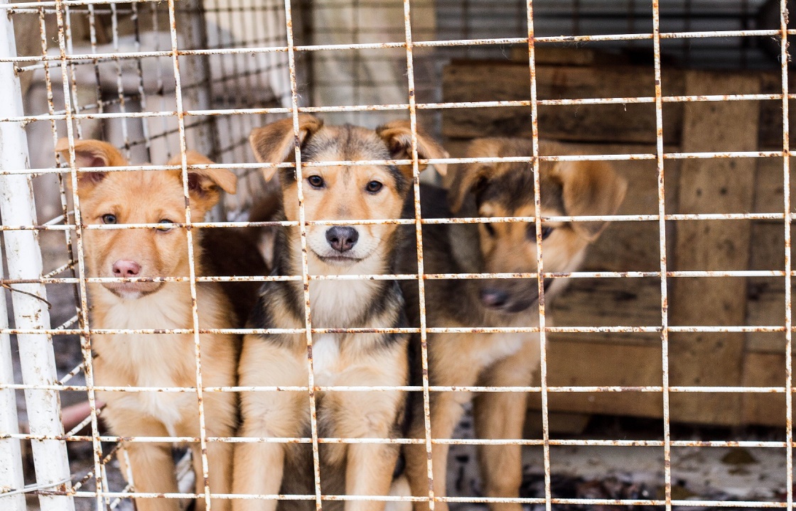 За формализм при отлове собак накажут глав поселений в Волгоградской области
