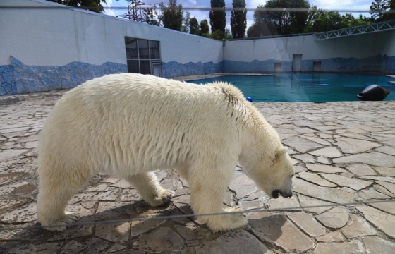 Белые медведи отметили в Ростове новоселье. Фото. Видео