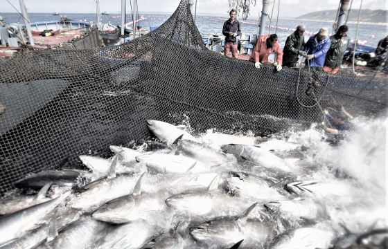 «Рыбаки получают от конечной цены меньше, чем торговые сети»