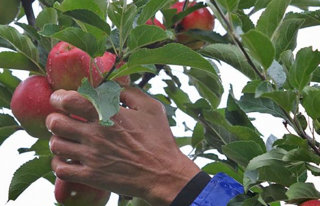 Вора фруктов с опытом поймали с 264 кг яблок в Краснодаре