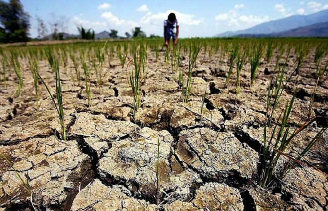 4 млрд рублей потеряли крымские аграрии из-за засухи в Крыму