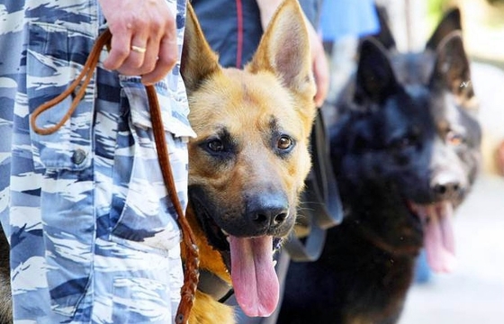 Собака из ростовского СИЗО нашла наркотики в вафлях