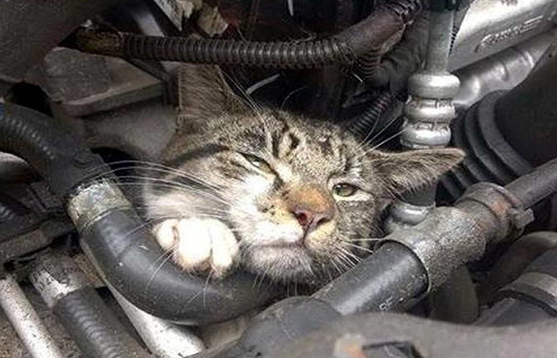 В Ростове ищут хозяина коту, проездившему в моторе автомобиля. Видео