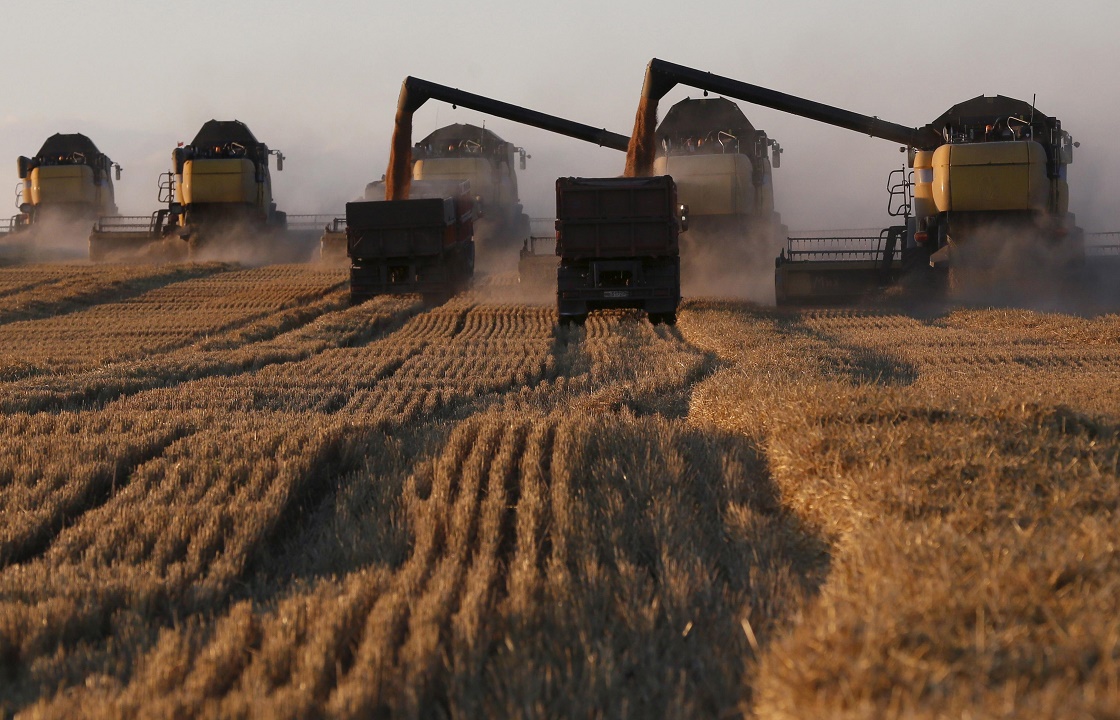 Росстат рассказал о снижении урожайности в Краснодарском крае в 2018 году. Реальные цифры