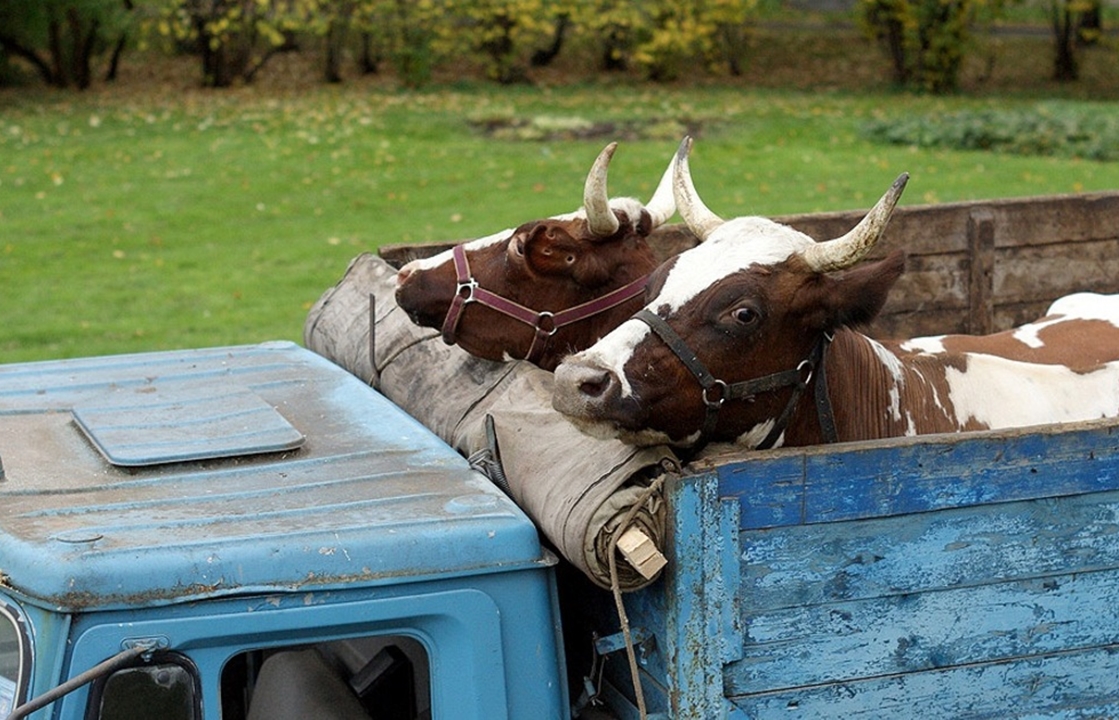 За угон грузовика с коровами трое дагестанцев могут сесть на 12 лет