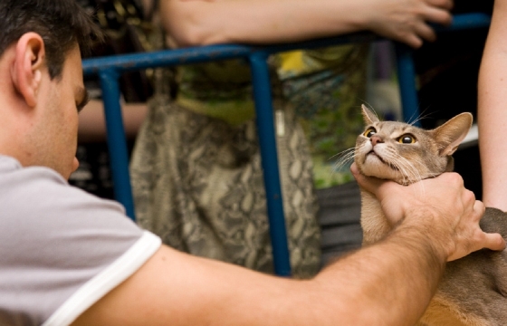 18-летнего алкоголика из Астрахани будут принудительно лечить из-за задушенной кошки