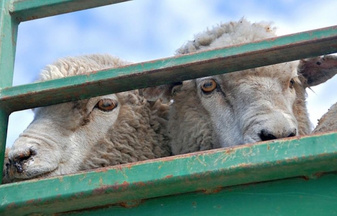 Кража овец на 124 тыс рублей раскрыта в Кабардино-Балкарии