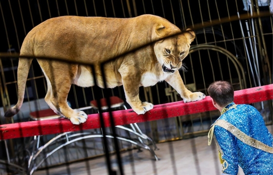 Владелец цирка на Кубани, где львица покусала ребенка, получил год колонии
