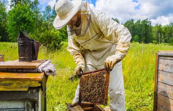 Жители Калмыкии захотели «крышевать» пасечника, беря оплату медом