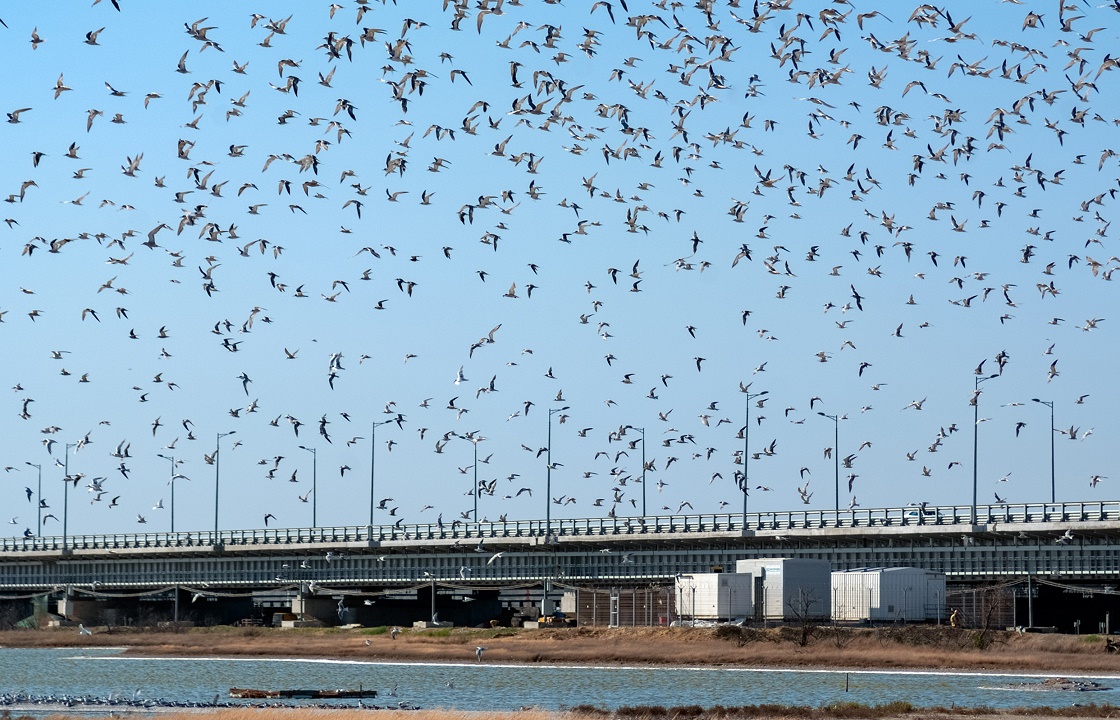 Уткам и кряквам дадут размножаться возле Крымского моста