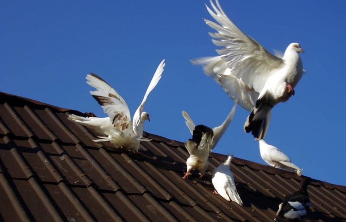 Укравший у старика голубей волгоградец может сесть на 5 лет