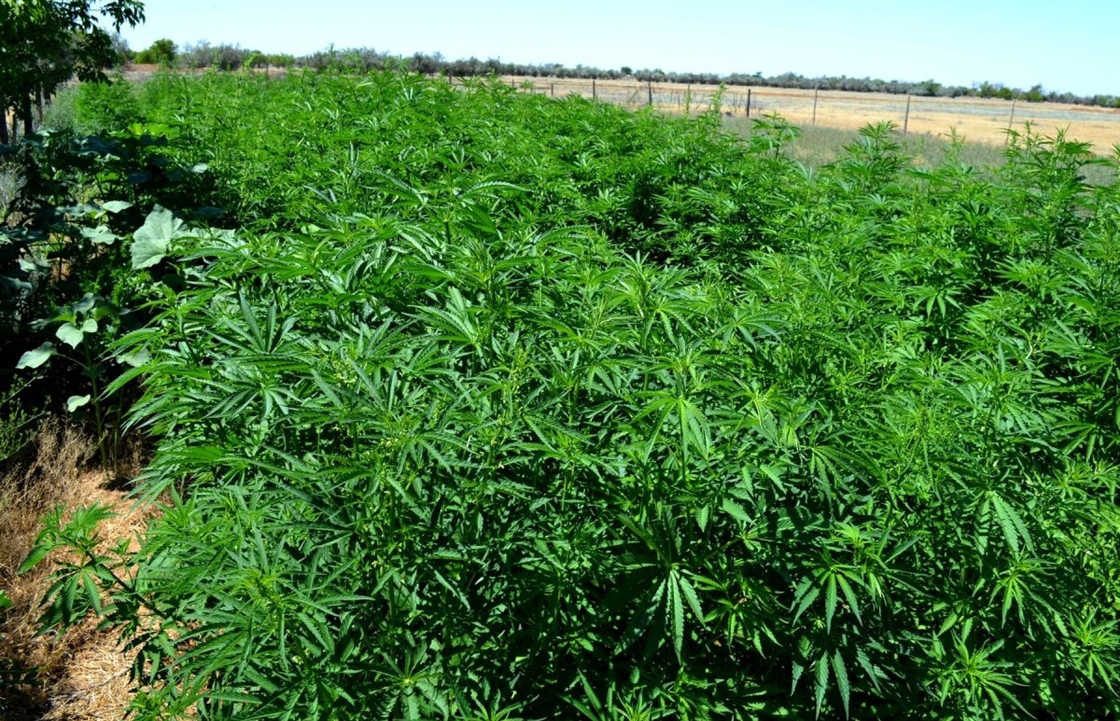 Астраханский сити-менеджер предложил новый метод борьбы с коноплей