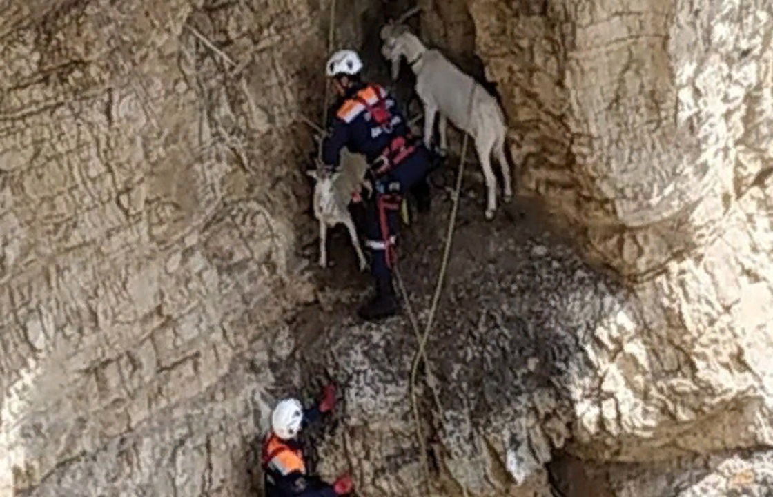 Дагестанские спасатели сняли взобравшихся на отвесную скалу коз