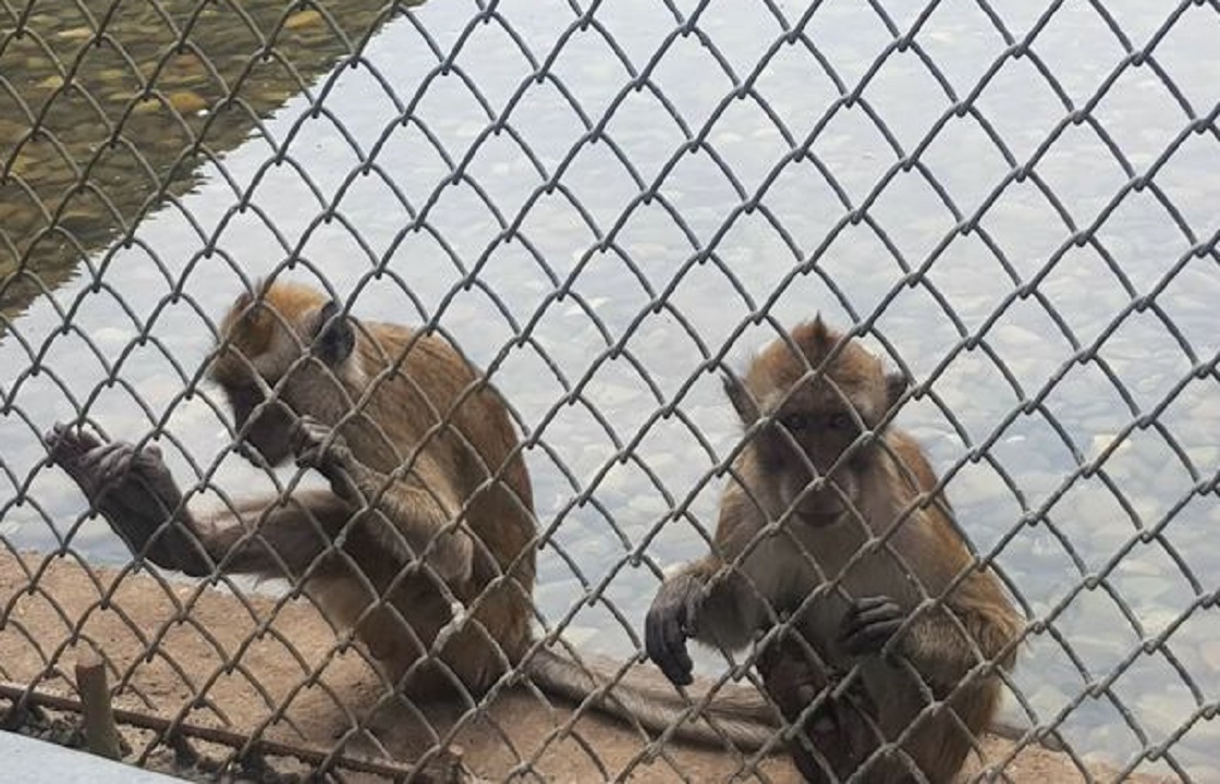 300 обезьян незаконно ввезли в Краснодарский край для опытов