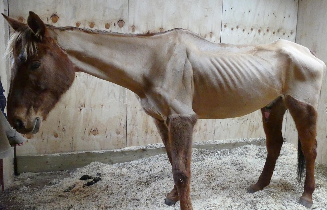 Жительницу Ростова будут судить за издевательство над лошадьми