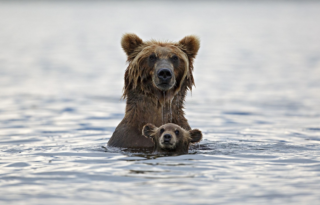 «Типичные пляжи России» - медведь купается вместе с людьми в Урюпинске. Видео